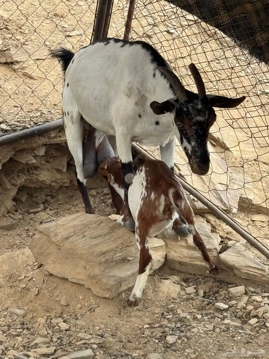 معزا 2