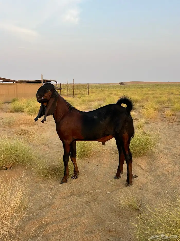 تيس فحل باكستاني(تم البيع) 1