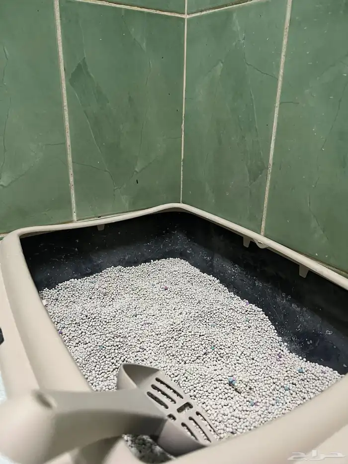 للبيع قطه انثا سكتش 10