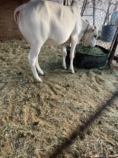 بقرة بلدي عليها حسيل 9