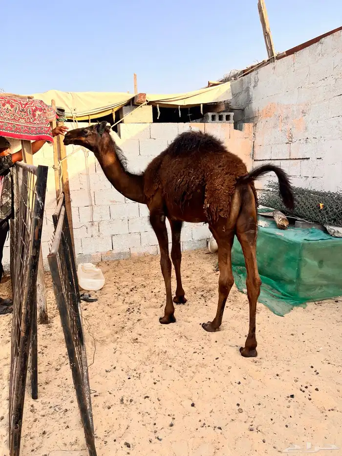 قعود مجهم 1