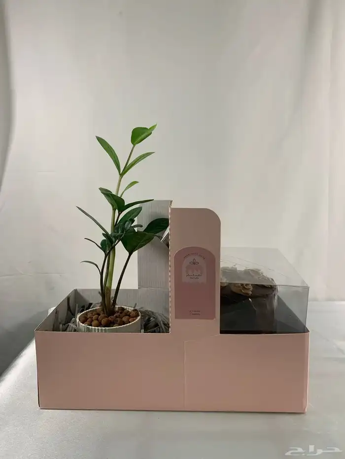 بوكس هدية أنيق   كيكة طازجة   نبتة داخل بوكس فاخر 1