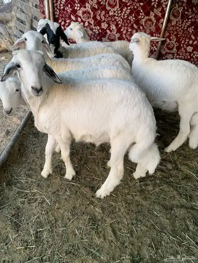 بهم شعره وفل شحم 8