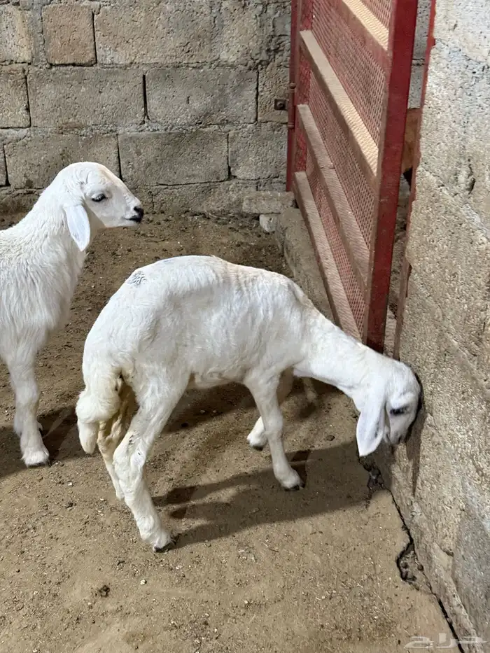 للبيع بهم طليان ترضع من اي شي 1
