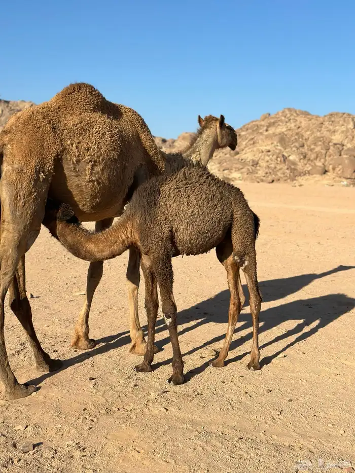 خلفه تحتها قعود ثانيها سليمه من كل العذاريب 1