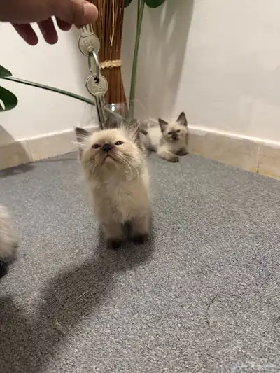 بسس هملايه صغيره 3 اخوات مع الأم 6