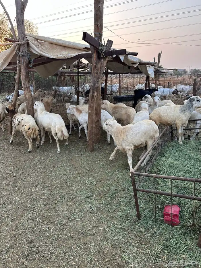 ذبايح خرفان بلدي 3
