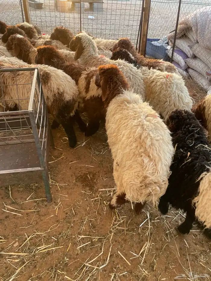 هرفي نعيمي 100 تقييم تمارا 0