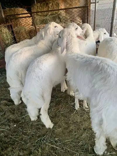 بهم شعره وفل شحم 6