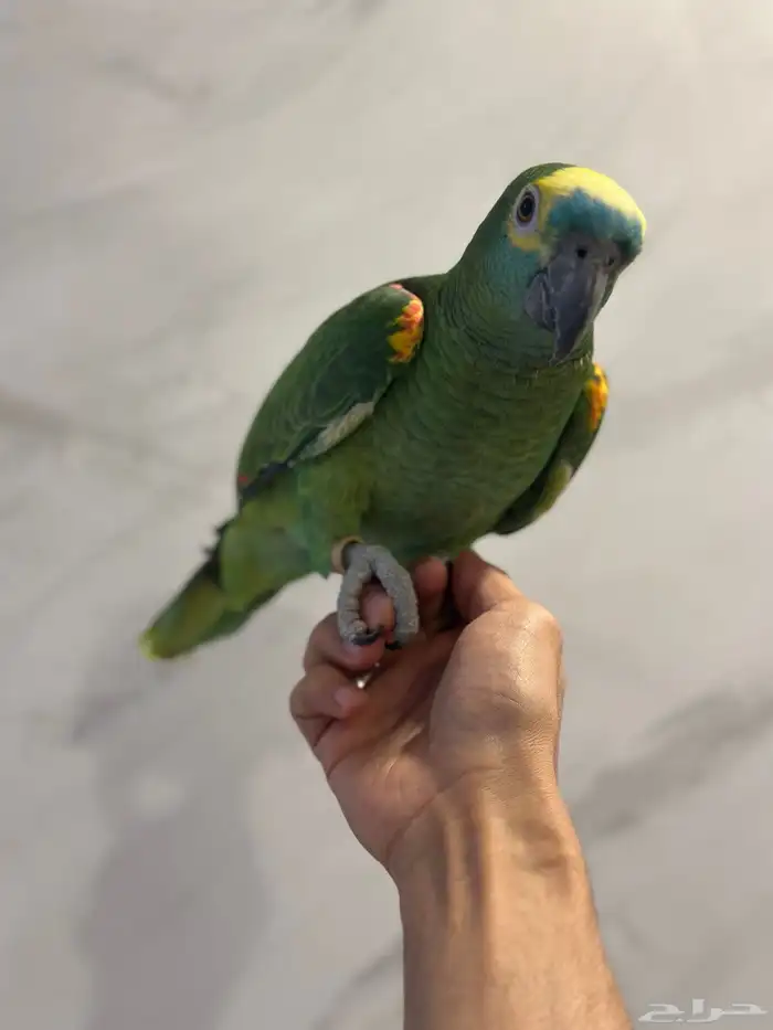 بلوفرنتد كبتن ( تم البيع ) 2