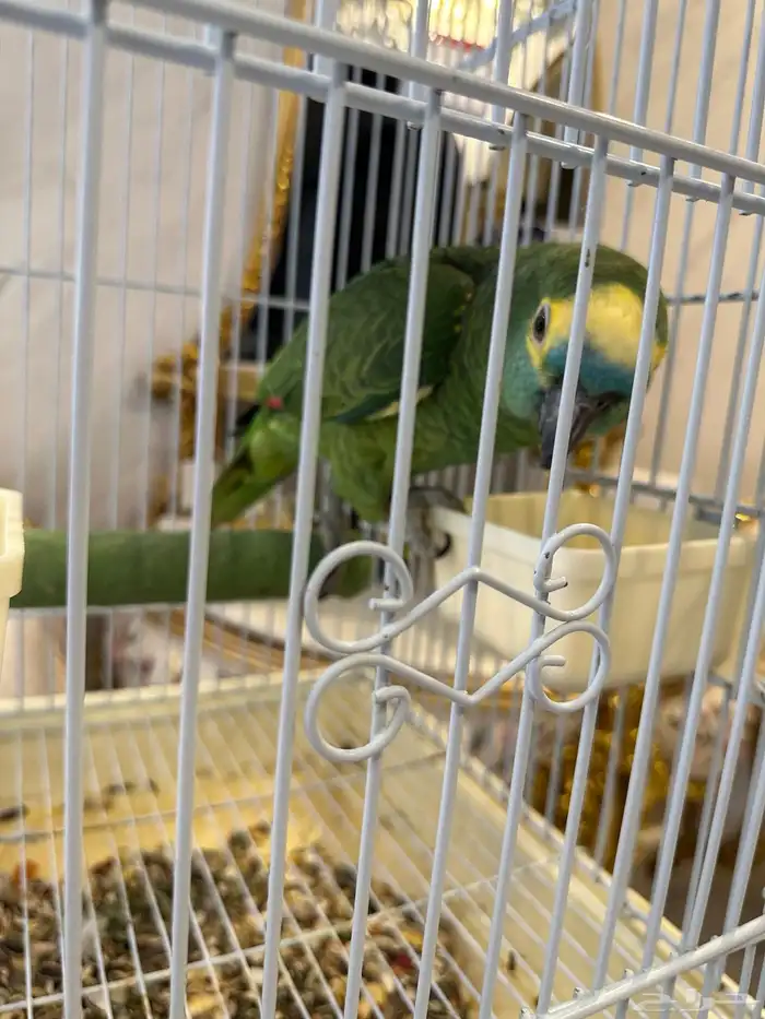 بلوفرنتد كبتن ( تم البيع ) 8