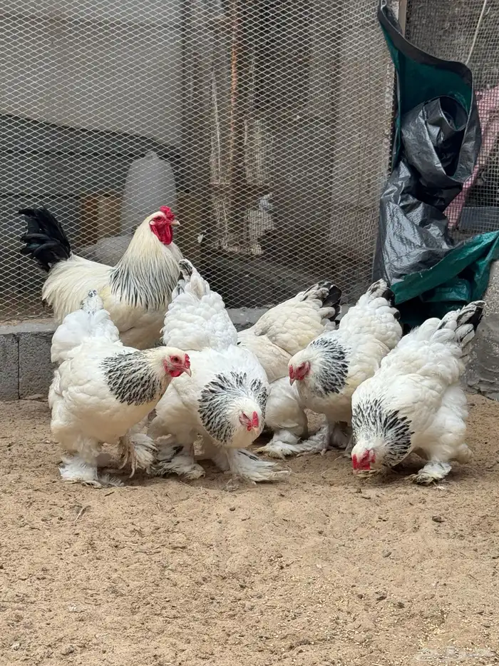 صوص براهما كولمبي ( تم البيع ) الله يبارك للبايع و المشتري 0