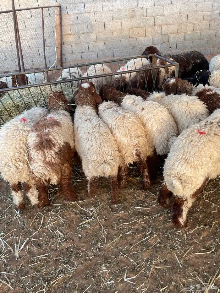 ذبايح جزله 100 تقييم تمارا 2