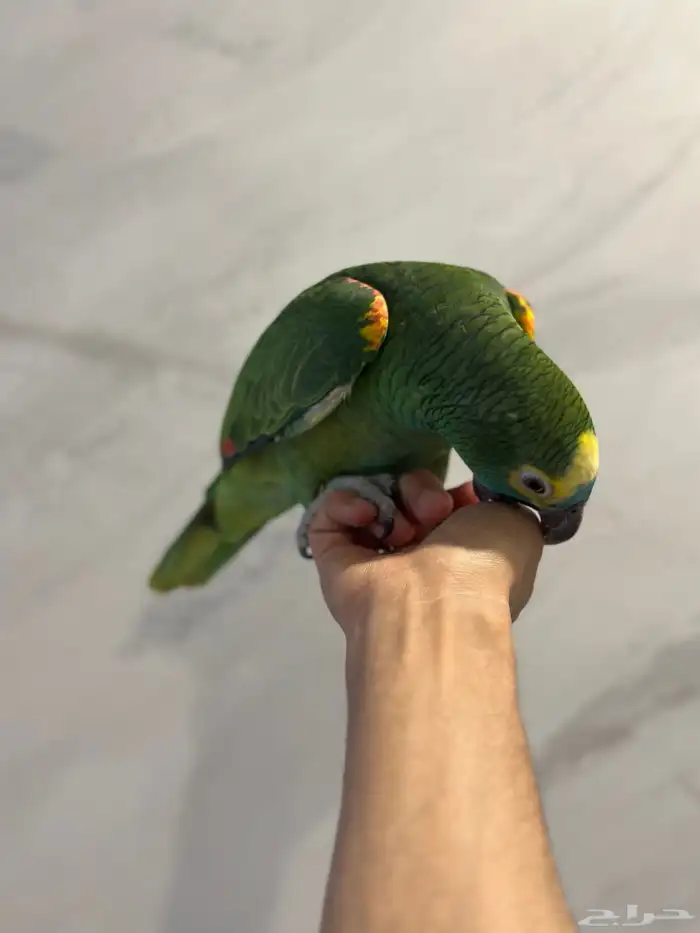 بلوفرنتد كبتن ( تم البيع ) 6