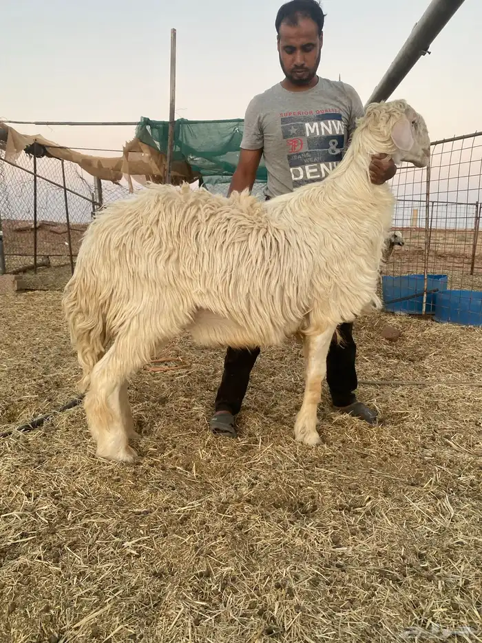 فحل نجدي عيسي للبيع 1