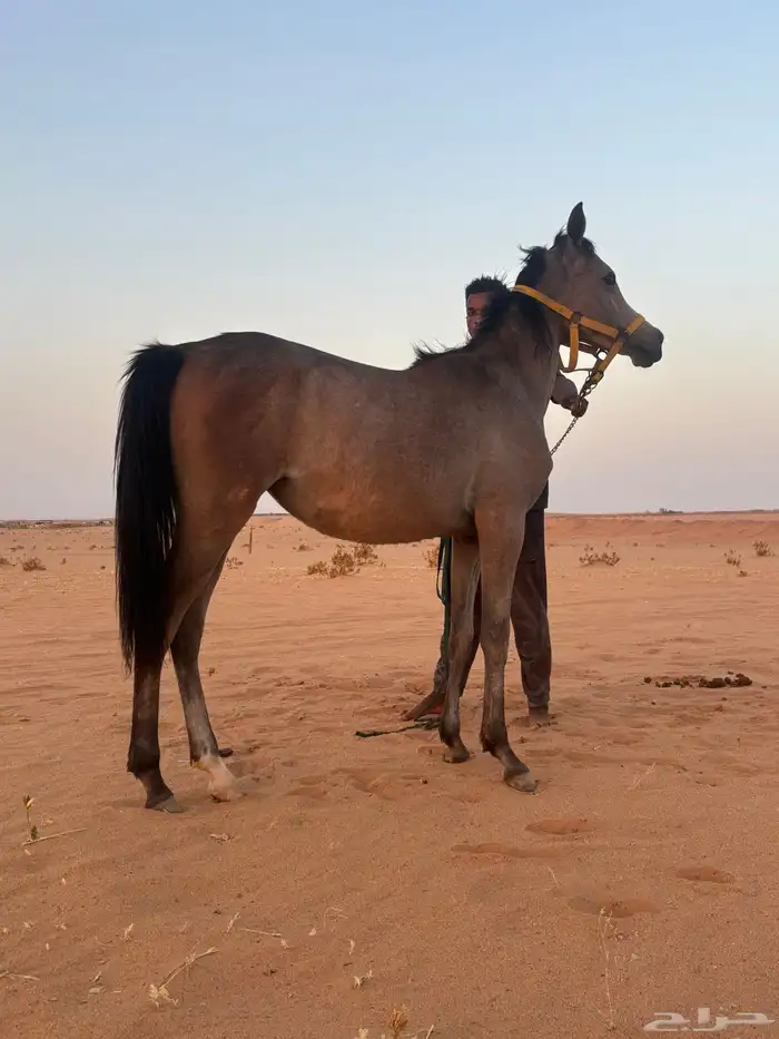 مهره شعبيه 0