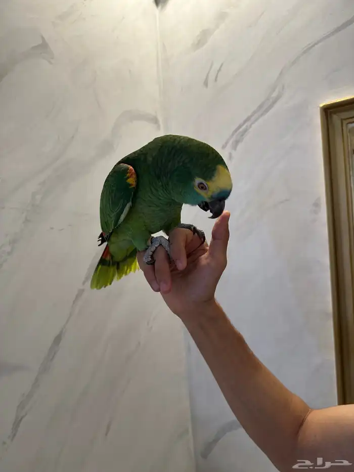 بلوفرنتد كبتن ( تم البيع ) 5