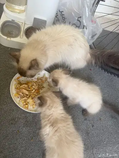 بسس هملايه صغيره 3 اخوات مع الأم 5