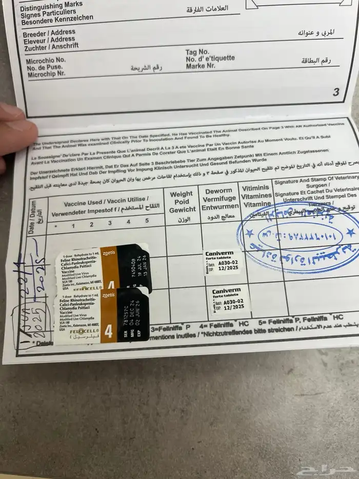 للبيع قطه انثا سكتش 13