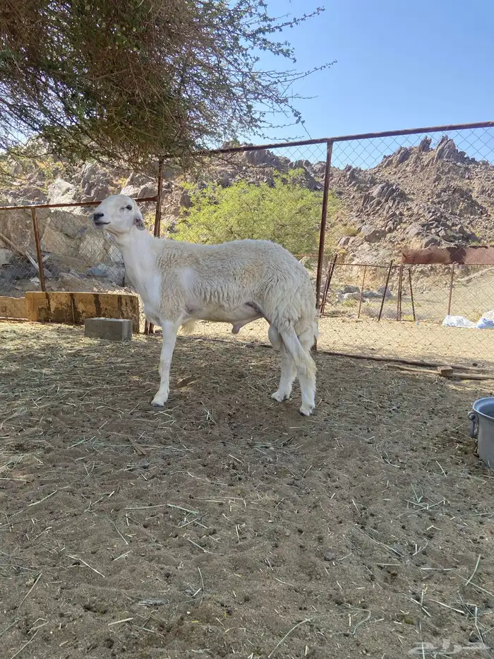 خروف جذع توه قلع للثني فحل جبر وناهي 1