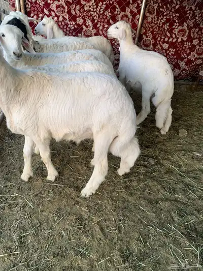 بهم شعره وفل شحم 4