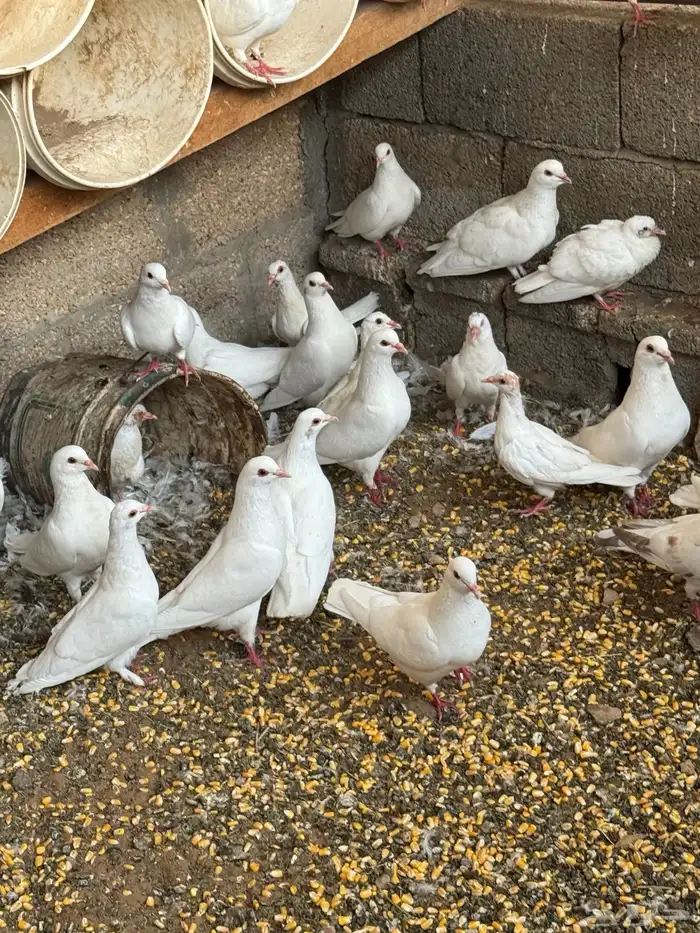 حمام فرنسي شرط الصحه والإنتاج في سكاكا الجوف 7
