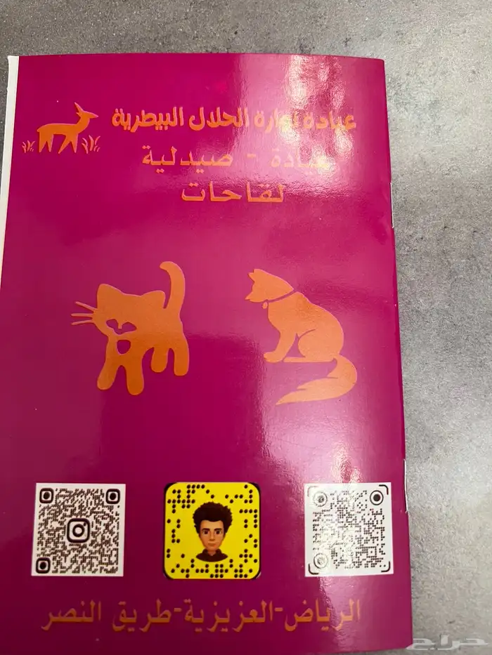 للبيع قطه انثا سكتش 11