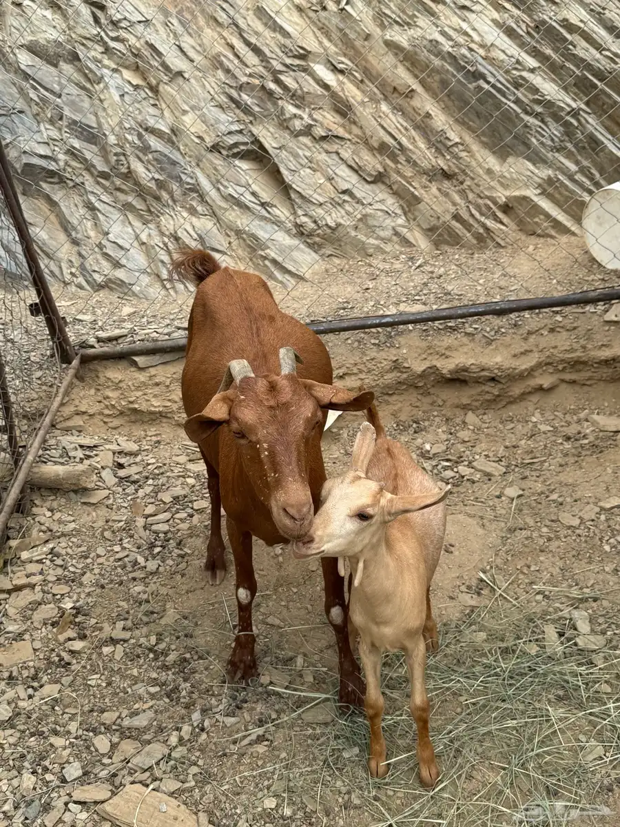 معزا 1