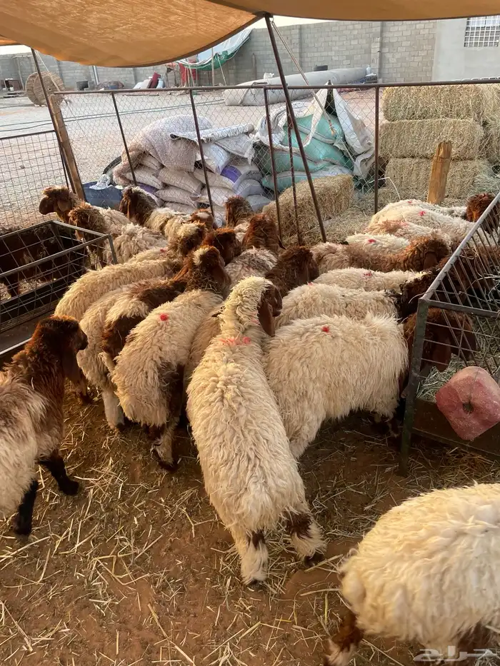 ذبايح هرافى نعيم 100 تقييم تمارا 2