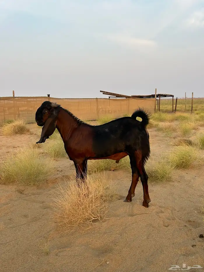 تيس فحل باكستاني(تم البيع) 3