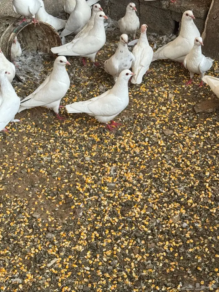 حمام فرنسي شرط الصحه والإنتاج في سكاكا الجوف 8