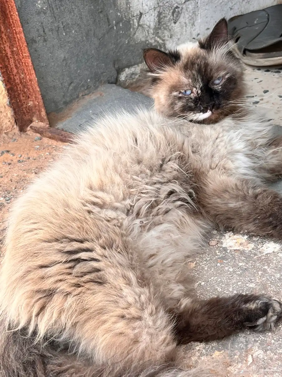 لتبني 1