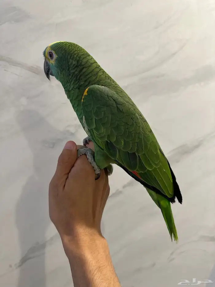 بلوفرنتد كبتن ( تم البيع ) 14