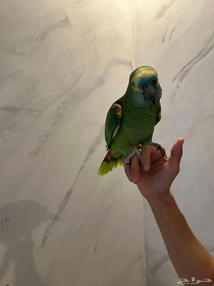 بلوفرنتد كبتن ( تم البيع ) 1