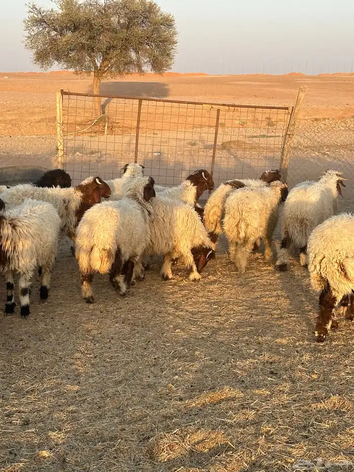 خرفان نعيم 2