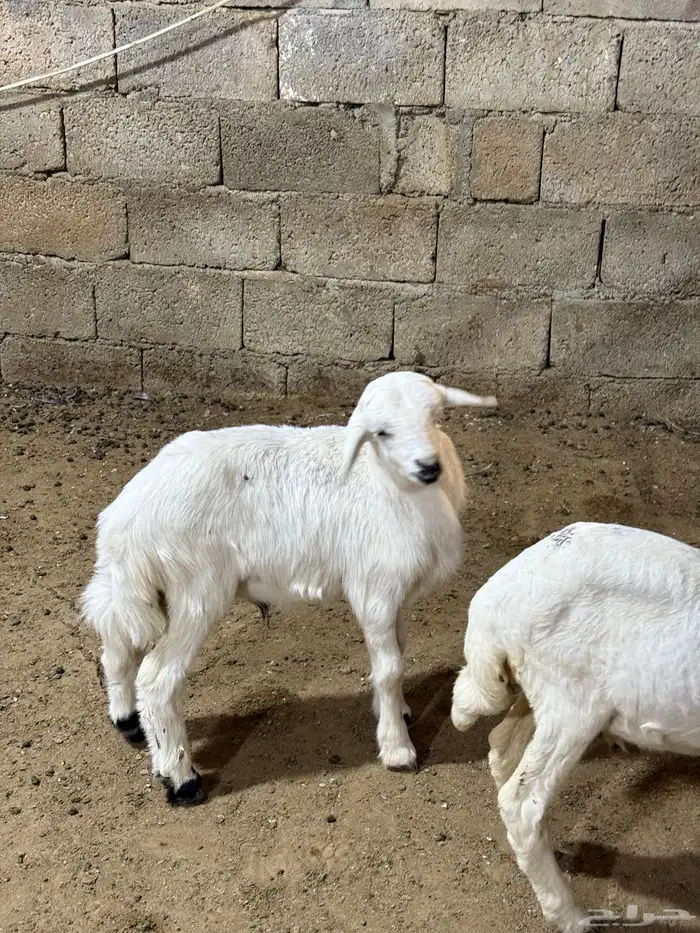 للبيع بهم طليان ترضع من اي شي 2