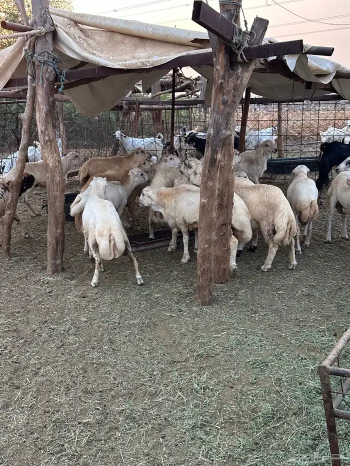 ذبايح خرفان بلدي 1