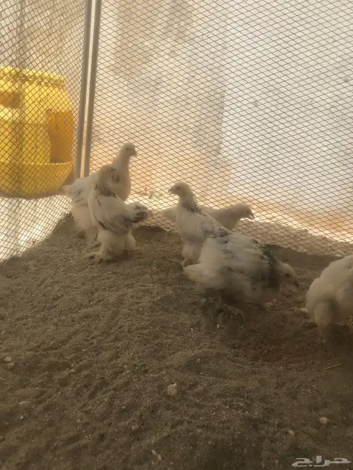 صيصان ابراهما للبيع 5