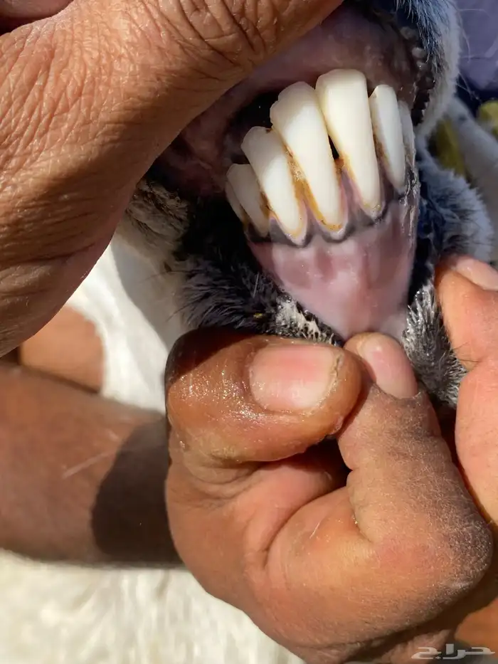 فحل حري فاخر وانتاجه فاخر 2