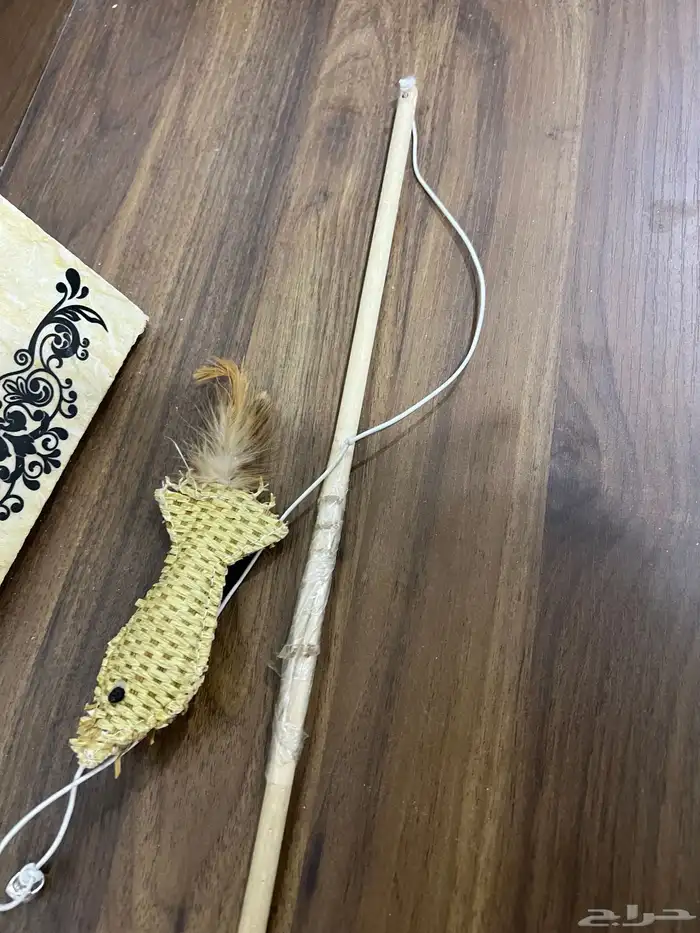 للبيع قطه انثا سكتش 8