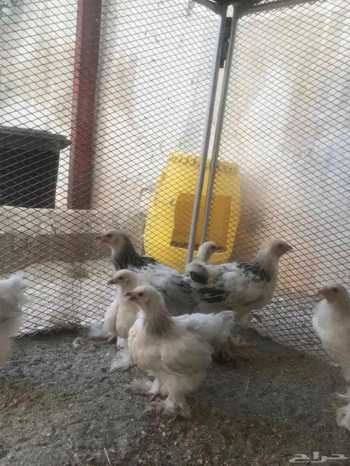 صيصان ابراهما للبيع 6