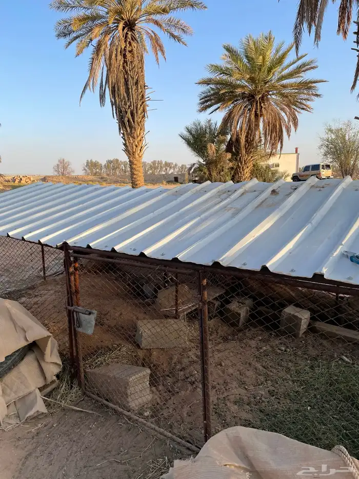 شبكين مترين ونص في واحد ونص الطول متر الموقع جنوب القصيم 1