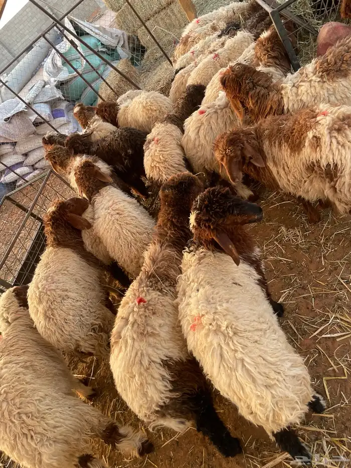 نعيمي 100 تقييم تمارا 2