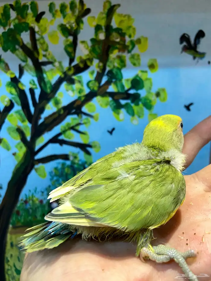 زوج روز معه فرخين 2
