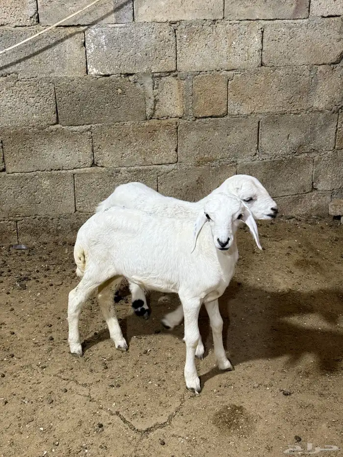 للبيع بهم طليان ترضع من اي شي 0