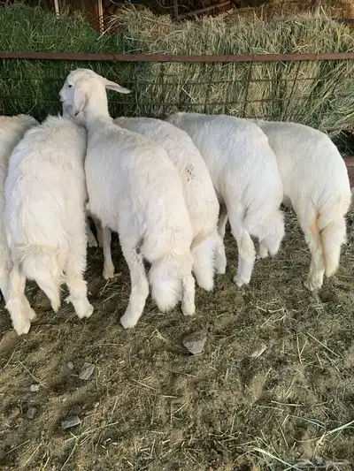 بهم شعره وفل شحم 5
