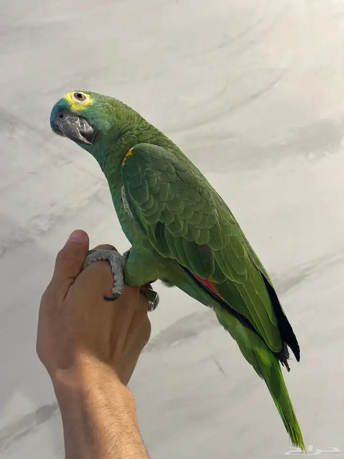 بلوفرنتد كبتن ( تم البيع ) 10