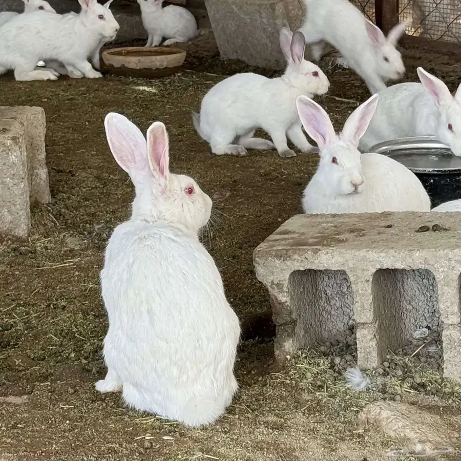 ارانب للبيع جمله 2