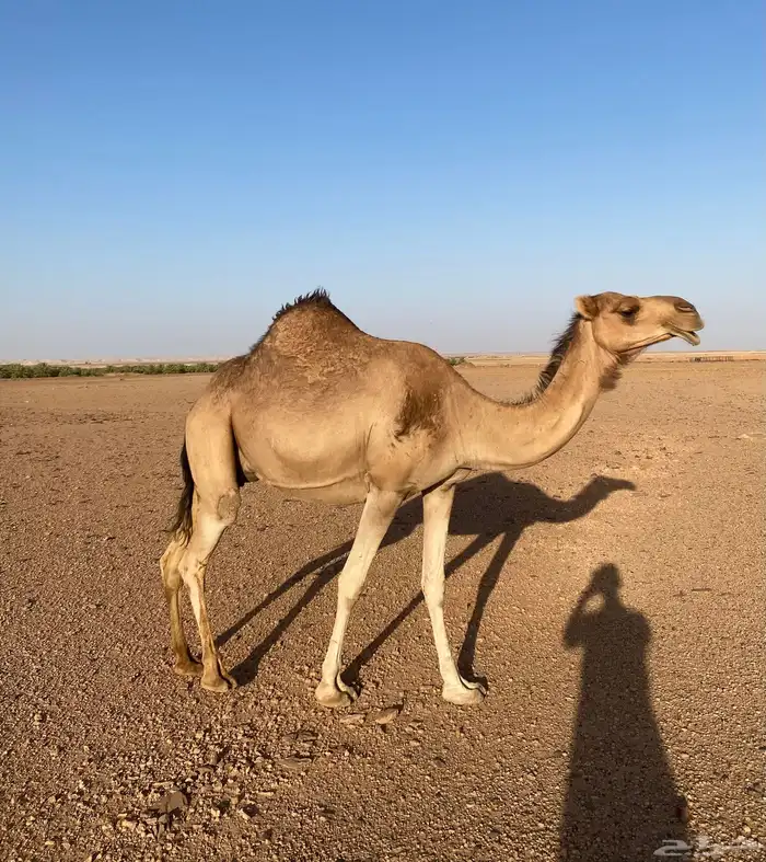 السلام عليكم 0