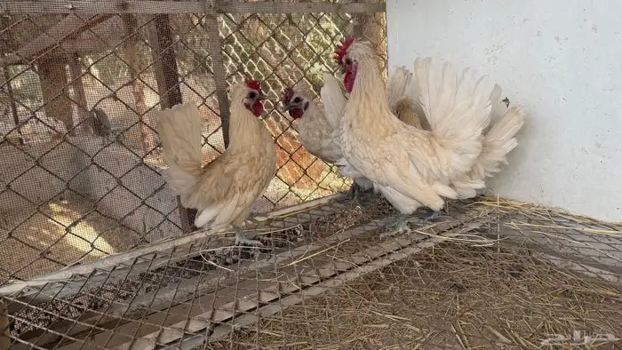دجاج حباحب 2